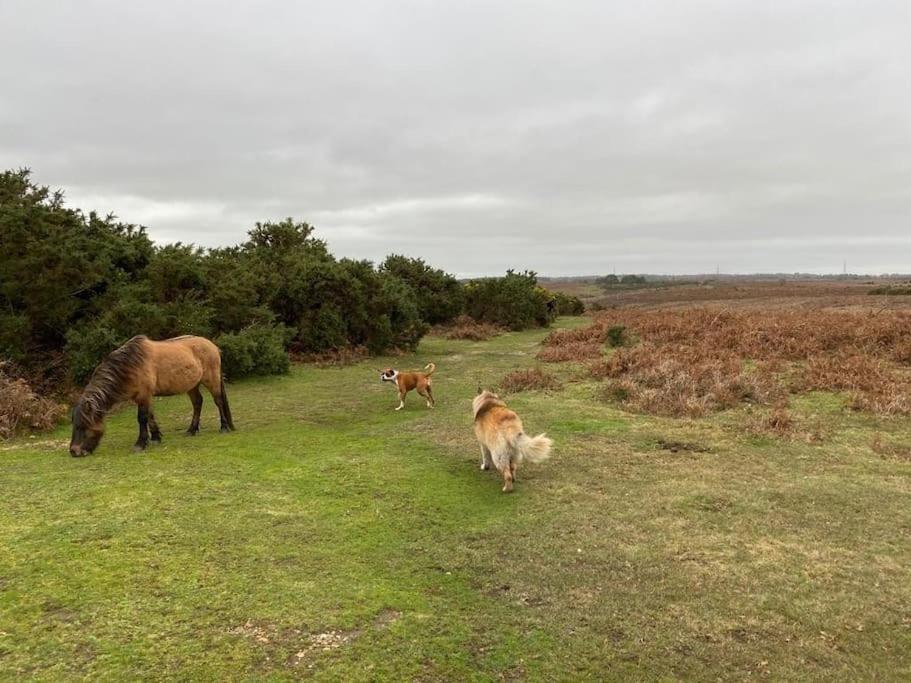 The Swish - New Forest Get Away Redlynch  Exterior foto